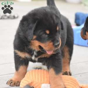 Ajax, Rottweiler Mix Puppy